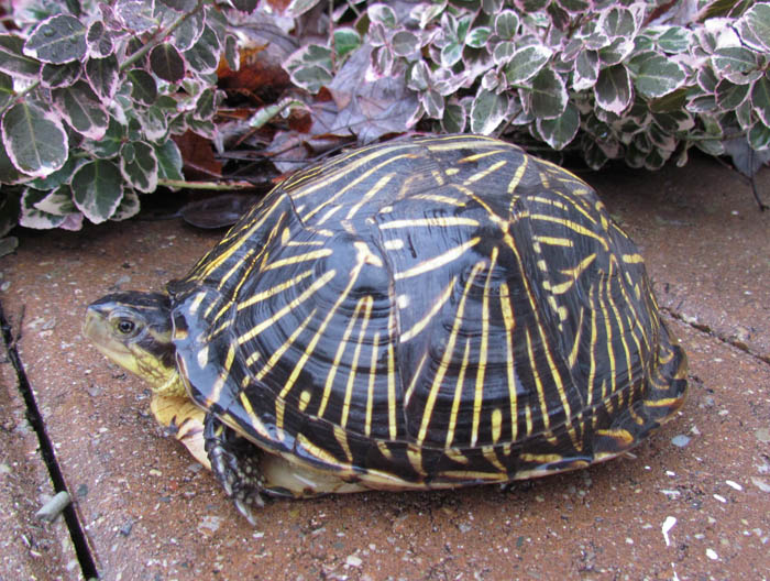 Florida Box Turtle